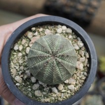 오베사 다육식물