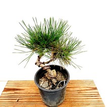 꽃나무팜 소나무분재 해송 중소품 나무묘목 피톤치드 승진 영전 취임선물 명품소나무