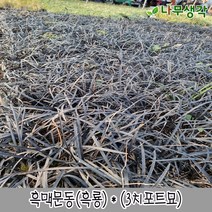 착한가격 나무생각 흑맥문동(흑룡)*(3치포트묘), 주