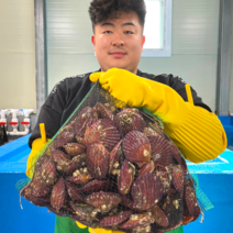 남해안 청정해역 통영 당일조업 산지직송 생물 명품 홍가리비 비단가리비, 홍 가리비 2kg (60-50미), 1개