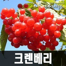크렌베리3년생포트묘 묘목 도시농부