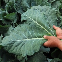 친환경 유기농 케일 5kg 3kg 2kg 1kg, 유기농 케일 5kg내외 (즙용), 1박스