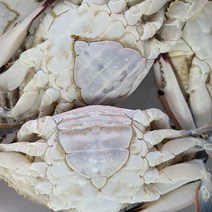 연평도 꽃게 최상급 2-3미 암꽃게 급냉 가을 서해 숫꽃게 1kg 5kg, 암꽃게 대, 2kg