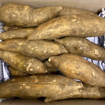 국산 햇 야콘 생야콘 즙용 10kg