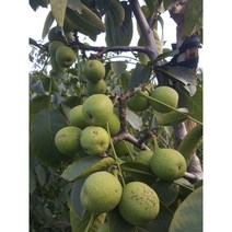 왜성호두(185) 나무 묘목 유실수 호두나무, 1년중묘(185)