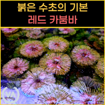 [비바소녀] 붉은 수초의 기본 레드 카붐바 (4촉) / 초보수초 구피 은신처