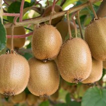 [특등급] 가락청과네 골드키위 5kg 레드키위 키위효능 골드키위효능 제스프리골드키위 키위주스 제주레드, 상세페이지 참조, 상세페이지 참조, 상세페이지 참조