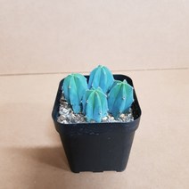 아기 용신목(S4) 2020 새상품