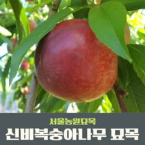 서울농원묘목/신비복숭아나무 묘목 접목1년생 특묘 과실수 유실수