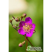 초화화 [5포트], 5개