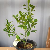 결실주 한라봉 화분 레드향 귤 나무 유주 황금향 묘목