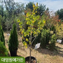 [차량/착불] 포포나무(뽀뽀나무) R4 R5 흙분 천연항암성분 천연살충제, 01. R4 흙분