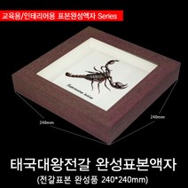 태국대왕전갈 완성표본액자 240mm X 240mm