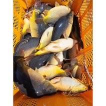 향어1kg /2KG/3KG (1~3마리) 주문즉시 손질, 2kg