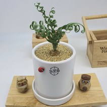알부카 콘코르디아나(albuca concordiana)아프리카식물 구근식물 다육이 미니화분 인터레어식물 특이식물 반려식물