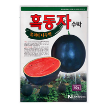 흑동자 흑피 미니수박 수박씨앗 10립