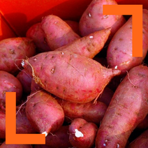 파머스넷 2023년 갓 수확한 햇 꿀밤고구마, 1박스, 10kg 특상(120g~300g)