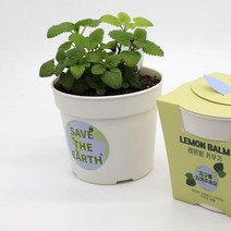 아트박스/에이치플러스몰 파라솔 꽃집사 레몬밤 키우기 WA08344