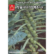 방울양배추 - 꼬마양배추 - 방울다다기 양배추 씨앗 종자 - 500립