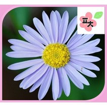 벌개미취 씨앗(200립) -종자씨앗 꽃씨앗 채소씨앗 구근식물 야생화 약초 포천매화동농장 씨앗모음