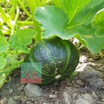 제주도_단호박_꼬마(250g내외)_미니밤호박_3kg_밤호박 49E3, 상세페이지 참조