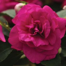 모종/임파첸스(더블)-퍼플/ 8cm분/3개 Q2365, 3개