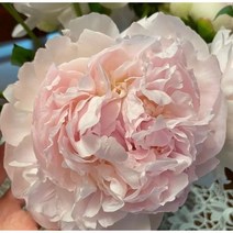 수입작약-아발란체 2~3촉 구근, 1개