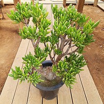 우주목 다육이 수렉귀 특대형 다유기 다육 식물1-2000, 단품