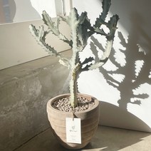 그루 화이트고스트 빈티지화분 희귀식물, 화이트고스트2742714 3