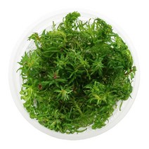 무균 배양수초 판타날 레드 핀네이트 / 수족관 어항 컵수초