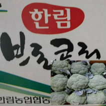 국내산(제주) 햇 브로콜리 최상품 2kg/8kg내외, 1개, 국내산 햇 브로콜리 2kg내외