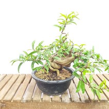 꽃 석류 나무 근상 대형 분재 화분 베란다 반려 식물 실내 인테리어