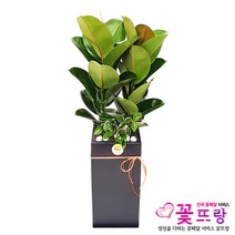 공기정화식물 개업화분 축하화분 화분배달 스투키 행운목 금전수 전국당일배송, B02 고무나무