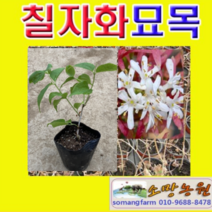 (D소망)칠자화나무묘목(4치 포트) 5그루