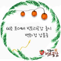 곶감 대봉곶감 전동태 허브곶감[66호]포에버빅토리곶감 아주 큰 대봉 명품곶감 고급 개별포장 100g~110g이상 2kg 특별세일한정판매