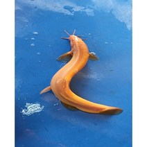 살아있는 황금 미꾸라지 관상용 수족관 물멍, 1마리