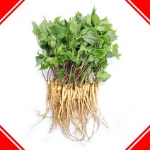 고흥농장 새싹삼 새싹인삼 효능 장뇌삼먹는법 소-50뿌리, 단품