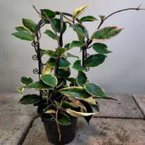 호야걸이(멋스러워요