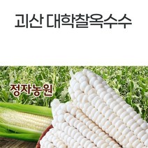 가을 생물옥수수 괴산대학찰옥수수 산지농부직송 생물옥수수, 30개, 박스포장