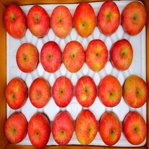 [고운사과]청송사과 꿀 사과 22년 꼬마(한입)사과, 1box, 10kg 44~50과