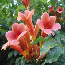능소화 R1.5 화분 나무 D671, 1개