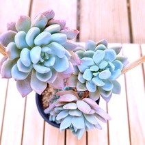 입전 키우기 쉬운 거실 다육 화분3-50 랜덤발송, 단품