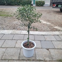 올리브나무 외목대 핫도그수형 중대품 4060369 공기정화식물 반려식물