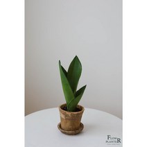 [플로우플랜터] 플랜테리어 문샤인산세베리아 수제미니빈티지토분 반려식물 실내공기정화청정식물