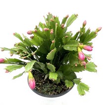 게발선인장핑크 (중품) 화려한 꽃이 피는 공기정화 플랜테리어 식물, 1개