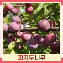 자두나무 묘목 피자두 R3cm 결실주(분) 1개