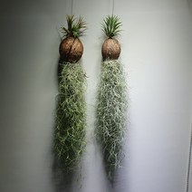 [공룡꽃식물원]1+1 코코넛 이오난사 수염틸란 119