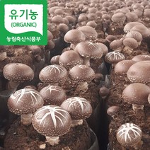 [해담은농장] 유기농 생표고 작은표고버섯 1kg 국내산 참나무 (농장직배송), 1개, 작은표고1kg
