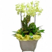 호접란10 동양란 동양난 서양란 서양난 승진, 선택안함