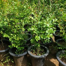 키60센티 조경수 묘목 목백일홍 개화주 3년생 5472pq, 본상품선택, 1개